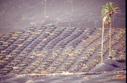 Weingarten auf Lanzarote